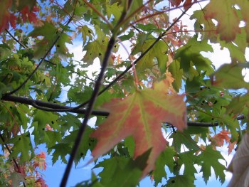 A Change of Seasons 1, October 2001 by HRH